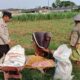 Dukung Ketahanan Pangan Nasional, Polsek Labuapi Turun Langsung Mendampingi Petani Karang Bongkot
