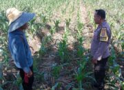 Sinergi Polri dan Petani di Lombok Barat: Langkah Polsek Labuapi Perkuat Ekonomi Desa