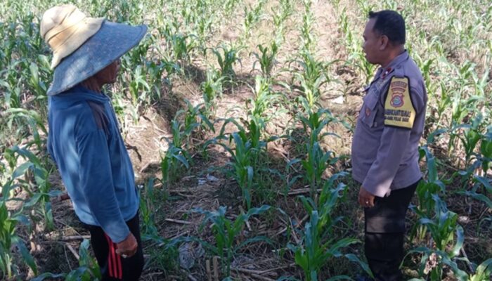 Dukung Swasembada Pangan, Bhabinkamtibmas Polsek Labuapi Turun ke Sawah Dampingi Petani Bagik Polak Barat