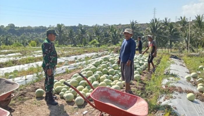 Babinsa Bayan Hadir Menguatkan Petani Wujudkan Swasembada Pangan Indonesia