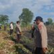 Personel Polsek Sambelia Bersama Instansi Terkait Berupaya Padamkan Kebakaran Hutan Produksi di Dara Kunci
