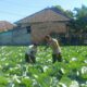 Bhabinkamtibmas Masbagik Utara Sambangi Petani, Dukung Ketahanan Pangan dan Kamtibmas