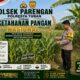 BHABINKAMTIBMAS DESA PACING SAMBANGI LAHAN JAGUNG DI DESA PACING KECAMATAN PARENGAN GUNA DUKUNG KETAHANAN PANGAN.