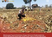 Mendukung Program Ketahanan Pangan, Bhabinkamtibmas Pendampingan Petani Panen Jagung