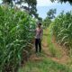 Dukung Ketahanan Pangan, Bhabinkamtibmas Polsek Tambakboyo Tinjau Lahan Jagung Milik Warga