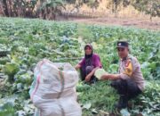 BHABINKAMTIBMAS DESA TEKASIRE DORONG WARGA MANFAATKAN LAHAN PEKARANGAN UNTUK DUKUNG KETAHANAN PANGAN