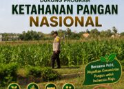 Polri Dukung Astacita, Polsek Semanding Polresta Tuban Turun Cek Tanaman jagung milik Warga di Kelurahan karang