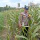 Dukung Astacita Presiden RI, Polisi Polsek Kenduruan Pantau Perkembangan Tanaman Jagung Warga