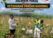Polsek Bangilan Monitoring Panen Jagung, Dukung Ketahanan Pangan Nasional