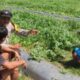 Dukung Ketahanan Pangan, Bhabinkamtibmas Mapin Sambangi Petani Semangka dan Beri Motivasi Perawatan Lahan