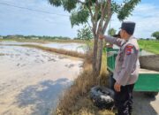 Dukung Ketahanan Pangan, Personel Polsek Bancar Monitoring Lahan Jagung Milik Warga Desa Bulujow