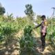 DUKUNG PROGRAM ASTACITA, BHABINKAMTIBMAS DESA PACING POLSEK PARENGAN POLRESTA TUBAN LAKSANAKAN SAMBANG TANAMAN JAGUNG MILIK PETANI DI DESA PACING KEC. PARENGAN.