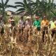 Polri Dukung Astacita, Polsek jenu Polres Tuban Turun Cek Tanaman Jagung Warga di Desa Beji
