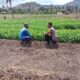 Bhabinkamtibmas Tekasire Sambangi Petani, Dorong Ketahanan Pangan dan Cegah Karhutla