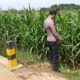 Polsek Tambakboyo Cek Pertumbuhan Jagung, Dukung Program Ketahanan Pangan