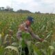 Dukung Astacita Presiden, Petugas Polmas Polsek Kenduruan Polresta Tuban Cek Langsung Lahan Jagung Warga