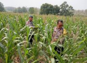 Polsek Kenduruan Polresta Tuban Dukung Ketahanan Pangan Nasional, Cek Perkembangan Tanaman Jagung Warga
