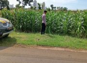 Polsek Tambakboyo Monitoring Lahan Jagung, Wujudkan Ketahanan Pangan di Wilayah