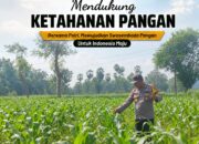 DUKUNG KETAHANAN PANGAN, ANGGOTA POLSEK PARENGAN POLRESTA TUBAN LAKSANAKAN SAMBANG DAN PENDAMPINGAN PANEN JAGUNG DI DESA SENDANGREJO KEC. PARENGAN