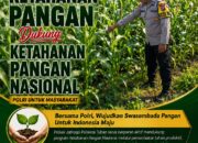Polri dukung progam Astacita, Polsek Jatirogo Polresta Tuban Turun Cek Tanaman jagung Warga di Desa Jombok
