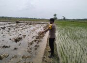 Bhabinkamtibmas Polsek Tambakboyo Monitoring Lahan Pertanian, Dukung Program Ketahanan Pangan