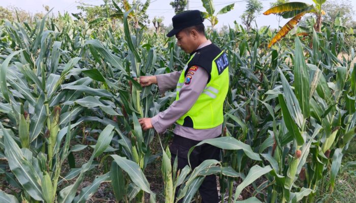 Polri Dukung Astacita, Polsek jenu Polres Tuban Turun Cek Tanaman Jagung Warga di Desa mentoso