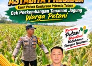 Dukung Program Astacita Presiden, Kanit Binmas Polsek Kenduruan Polresta Tuban Cek Perkembangan Tanaman Jagung Warga