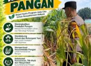 Mendukung Program Ketahanan Pangan, Bhabinkamtibmas Monitoring Pertumbuhan Jagung
