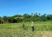 Dukung Ketahanan Pangan, Bhabinkamtibmas Desa Tarusa Sambangi Petani Pengecek Tanaman Jagung Pioner