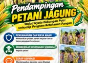 Mendukung Program Ketahanan Pangan, Bhabinkamtibmas Monitoring Pertumbuhan Jagung