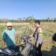 Dukung Ketahanan Pangan Nasional, Bhabinkamtibmas Desa Lekong Sambangi Petani Jagung dan Sosialisasikan Pekarangan Pangan Bergizi