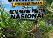 Kawal Swasembada Pangan, Polsek Jatirogo Pantau Langsung Tanaman Jagung di Dingil
