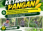 Mendukung Program Ketahanan Pangan, Bhabinkamtibmas Monitoring Pertumbuhan Jagung