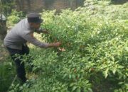 Bhabinkamtibmas Masbagik Selatan Cek Lahan Pangan Bergizi, Dukung Program Swasembada Pangan