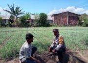 Bhabinkamtibmas Tekasire Sambangi Petani, Sampaikan Imbauan Karhutla dan Antisipasi Gangguan Ternak