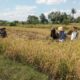 Dukung Penuh Ketahanan Pangan Nasional, Bhabinkamtibmas Desa Moyo Sambangi Petani yang Sedang Panen Padi