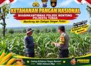 Polsek Montong Polresta Tuban Turun Cek Tanaman jagung Warga di Desa Pucangan