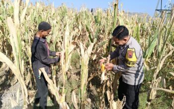 Bhabinkamtibmas Desa O’o Dorong Warga Manfaatkan Lahan untuk Mendukung Ketahanan Pangan