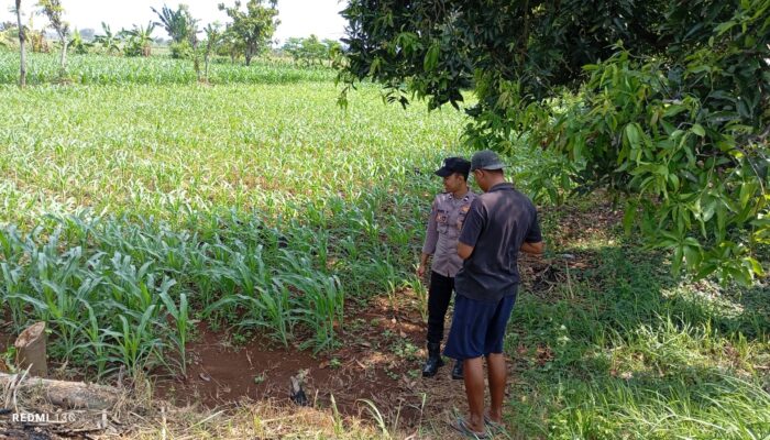 Dukung Ketahanan Pangan, Bhabinkamtibmas Polsek Tambakboyo Sambang Petani Jagung