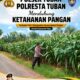 Polsek Tuban Pantau Lahan Jagung Warga, Dukung Ketahanan Pangan Berkelanjutan