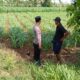 Pastikan Tanaman Tumbuh Optimal, Bhabinkamtibmas Polsek Tambakboyo Cek Lahan Jagung Warga
