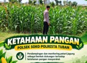 Polsek Soko Polresta Tuban Turun Langsung Cek Tanaman Jagung Warga