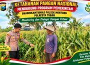 Polsek Montong Polresta Tuban Turun Cek Tanaman jagung Warga di Desa Bringin