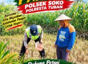 Polsek Soko Polresta Tuban Turun Langsung Cek Tanaman Jagung Warga