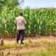 Polsek Plumpang Polresta Tuban Turun Langsung Cek Tanaman Jagung Warga