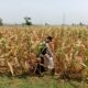 Polisi Polsek jenu Polres Tuban Turun ke Ladang, Dampingi Petani Jagung Dukung Ketahanan Pangan