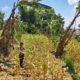 ANGGOTA POLSEK GRABAGAN SAMBANG DESA BINAAN, PANTAU LAHAN JAGUNG DAN MEMASTIKAN SISTEM IRIGASI MASIH LANCAR