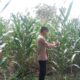 Anggota Polsek Singgahan Polresta Tuban Turun Cek Tanaman jagung Warga di Desa Mulyorejo