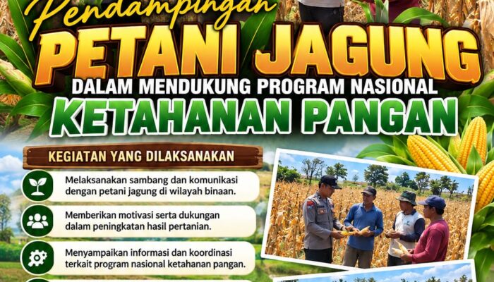 Dukung Ketahanan Pangan Nasional, Polsek Bancar Turun Ke Lahan Jagung Warga Desa Pacing