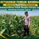 Dukung Ketahanan Pangan Nasional, Polsek Bangilan Monitoring Tanaman Jagung Warga